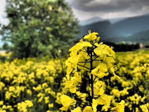 Kliknij na zdjęcie, żeby zobaczyć w pełnych wymiarach