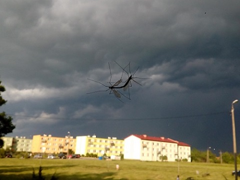 Kliknij na zdjęcie, żeby zobaczyć w pełnych wymiarach