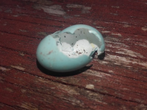 Kliknij na zdjęcie, żeby zobaczyć w pełnych wymiarach