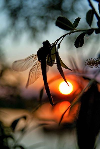 Kliknij na zdjęcie, żeby zobaczyć w pełnych wymiarach