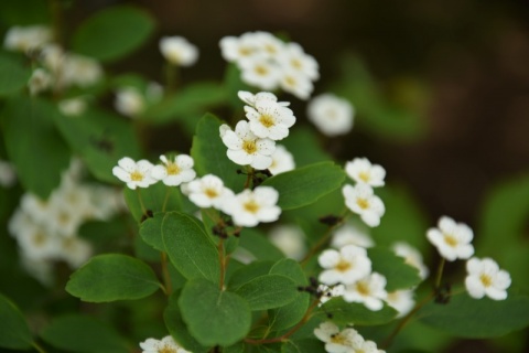 Kliknij na zdjęcie, żeby zobaczyć w pełnych wymiarach