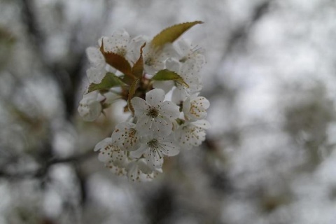 Kliknij na zdjęcie, żeby zobaczyć w pełnych wymiarach