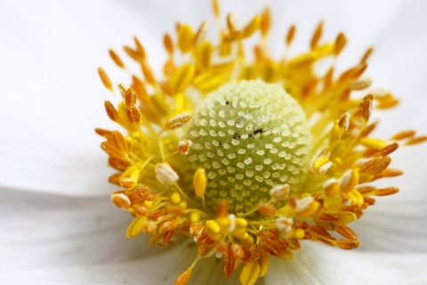 Kliknij na zdjęcie, żeby zobaczyć w pełnych wymiarach