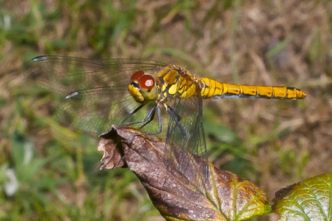 Kliknij na zdjęcie, żeby zobaczyć w pełnych wymiarach