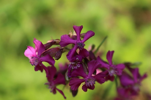 Kliknij na zdjęcie, żeby zobaczyć w pełnych wymiarach