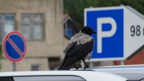 Kliknij na zdjęcie, żeby zobaczyć w pełnych wymiarach