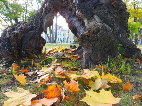 Kliknij na zdjęcie, żeby zobaczyć w pełnych wymiarach