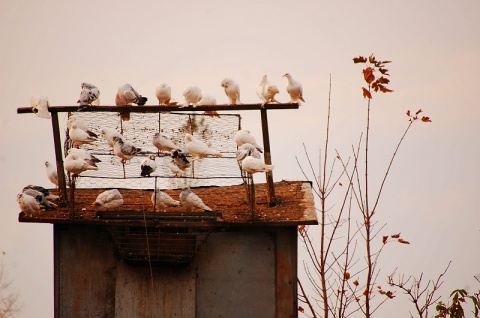 Kliknij na zdjęcie, żeby zobaczyć w pełnych wymiarach