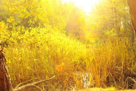 Kliknij na zdjęcie, żeby zobaczyć w pełnych wymiarach