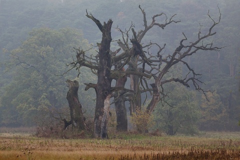 Kliknij na zdjęcie, żeby zobaczyć w pełnych wymiarach
