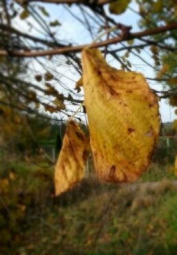 Kliknij na zdjęcie, żeby zobaczyć w pełnych wymiarach