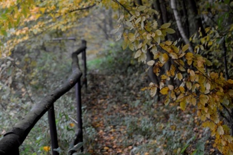 Kliknij na zdjęcie, żeby zobaczyć w pełnych wymiarach