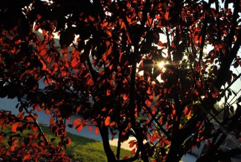 Kliknij na zdjęcie, żeby zobaczyć w pełnych wymiarach