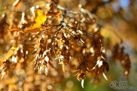 Kliknij na zdjęcie, żeby zobaczyć w pełnych wymiarach