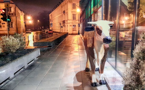 Kliknij na zdjęcie, żeby zobaczyć w pełnych wymiarach