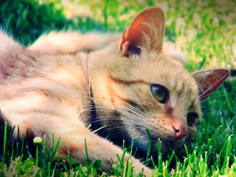 Kliknij na zdjęcie, żeby zobaczyć w pełnych wymiarach