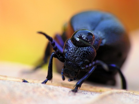 Kliknij na zdjęcie, żeby zobaczyć w pełnych wymiarach