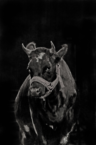 Kliknij na zdjęcie, żeby zobaczyć w pełnych wymiarach