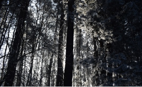 Kliknij na zdjęcie, żeby zobaczyć w pełnych wymiarach