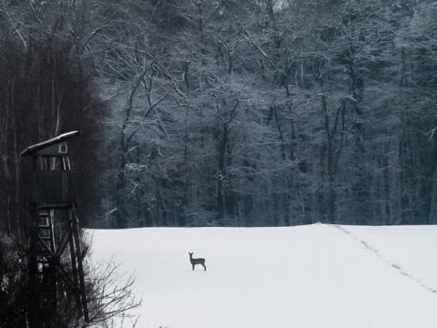 Kliknij na zdjęcie, żeby zobaczyć w pełnych wymiarach