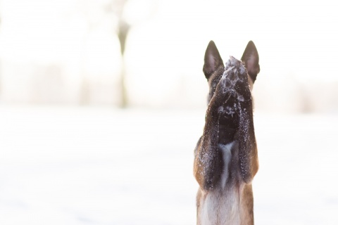 Kliknij na zdjęcie, żeby zobaczyć w pełnych wymiarach