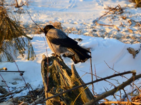 Kliknij na zdjęcie, żeby zobaczyć w pełnych wymiarach