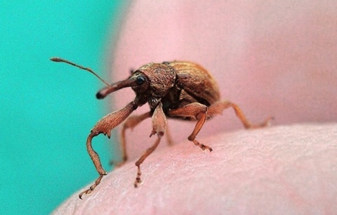 Kliknij na zdjęcie, żeby zobaczyć w pełnych wymiarach