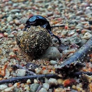 Kliknij na zdjęcie, żeby zobaczyć w pełnych wymiarach