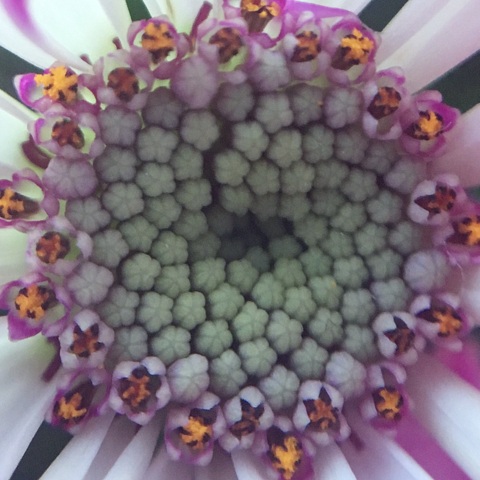 Kliknij na zdjęcie, żeby zobaczyć w pełnych wymiarach