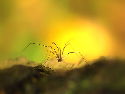 Kliknij na zdjęcie, żeby zobaczyć w pełnych wymiarach