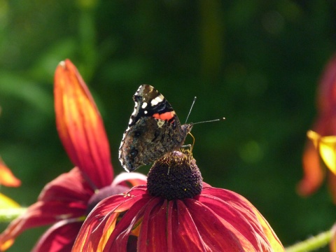 Kliknij na zdjęcie, żeby zobaczyć w pełnych wymiarach