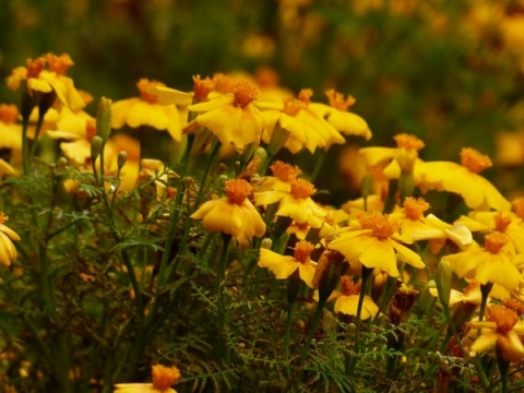 Kliknij na zdjęcie, żeby zobaczyć w pełnych wymiarach
