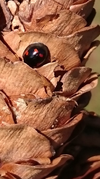 Kliknij na zdjęcie, żeby zobaczyć w pełnych wymiarach