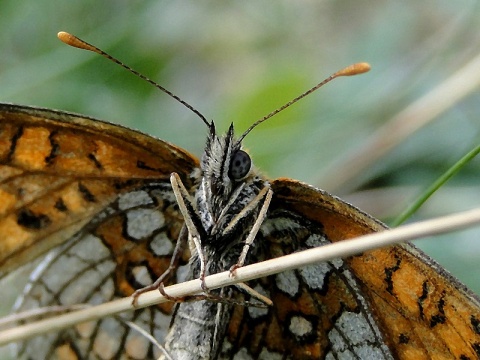 Kliknij na zdjęcie, żeby zobaczyć w pełnych wymiarach