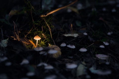 Kliknij na zdjęcie, żeby zobaczyć w pełnych wymiarach