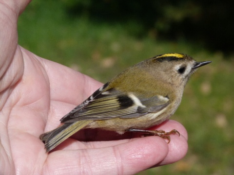 Kliknij na zdjęcie, żeby zobaczyć w pełnych wymiarach