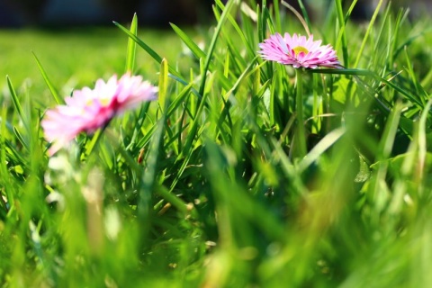 Kliknij na zdjęcie, żeby zobaczyć w pełnych wymiarach