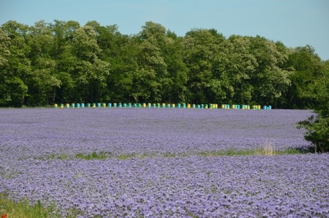 Kliknij na zdjęcie, żeby zobaczyć w pełnych wymiarach