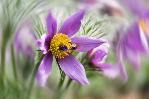 Kliknij na zdjęcie, żeby zobaczyć w pełnych wymiarach