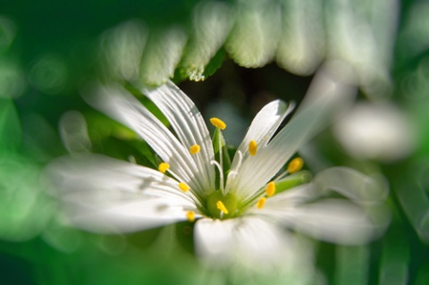 Kliknij na zdjęcie, żeby zobaczyć w pełnych wymiarach