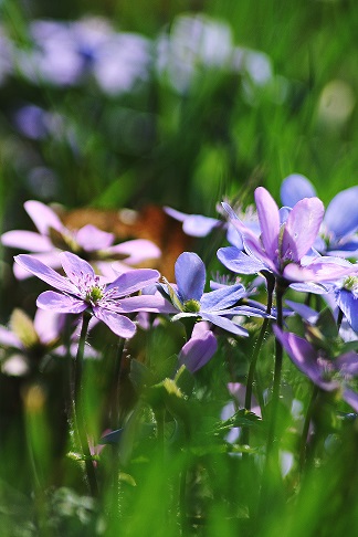 Kliknij na zdjęcie, żeby zobaczyć w pełnych wymiarach