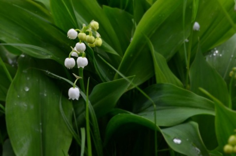Kliknij na zdjęcie, żeby zobaczyć w pełnych wymiarach