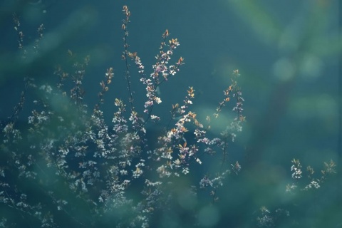 Kliknij na zdjęcie, żeby zobaczyć w pełnych wymiarach