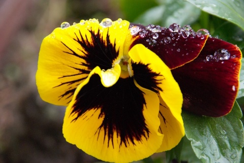 Kliknij na zdjęcie, żeby zobaczyć w pełnych wymiarach