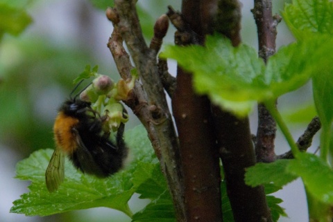 Kliknij na zdjęcie, żeby zobaczyć w pełnych wymiarach