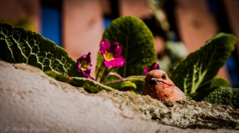 Kliknij na zdjęcie, żeby zobaczyć w pełnych wymiarach