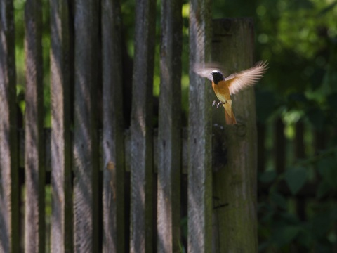 Kliknij na zdjęcie, żeby zobaczyć w pełnych wymiarach