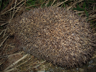 Kliknij na zdjęcie, żeby zobaczyć w pełnych wymiarach