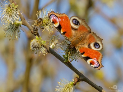 Kliknij na zdjęcie, żeby zobaczyć w pełnych wymiarach