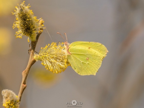 Kliknij na zdjęcie, żeby zobaczyć w pełnych wymiarach